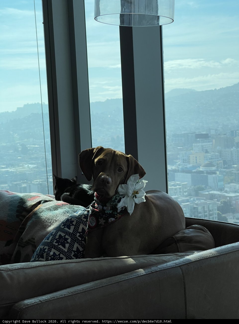 Lounge Pup