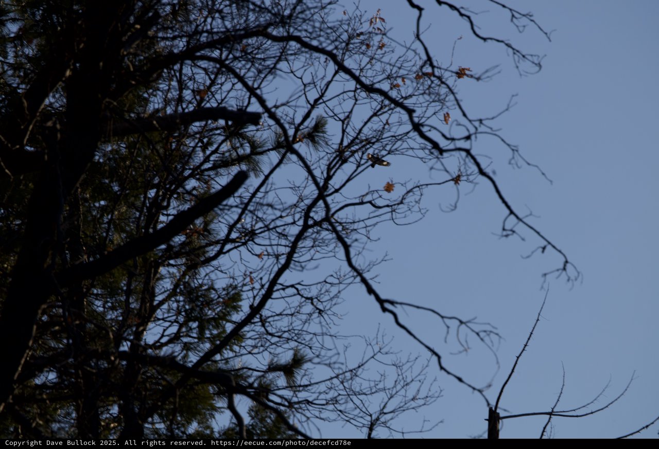 Bare Winter Branches Against Twilight Sky in Yosemite
