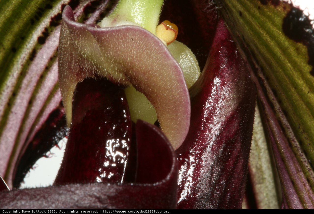 Purple Orchid in Full Bloom