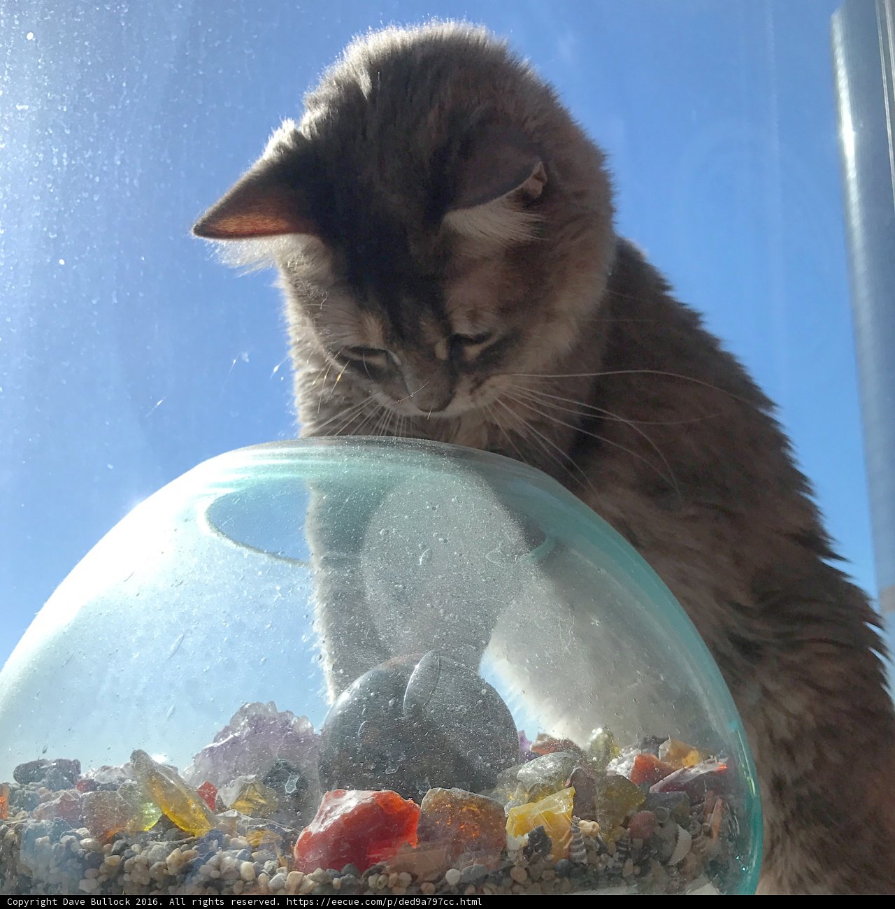 Feline Frenzy