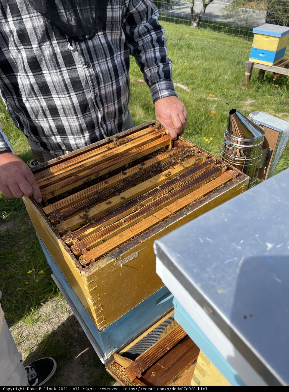 Beekeeping in Carmel