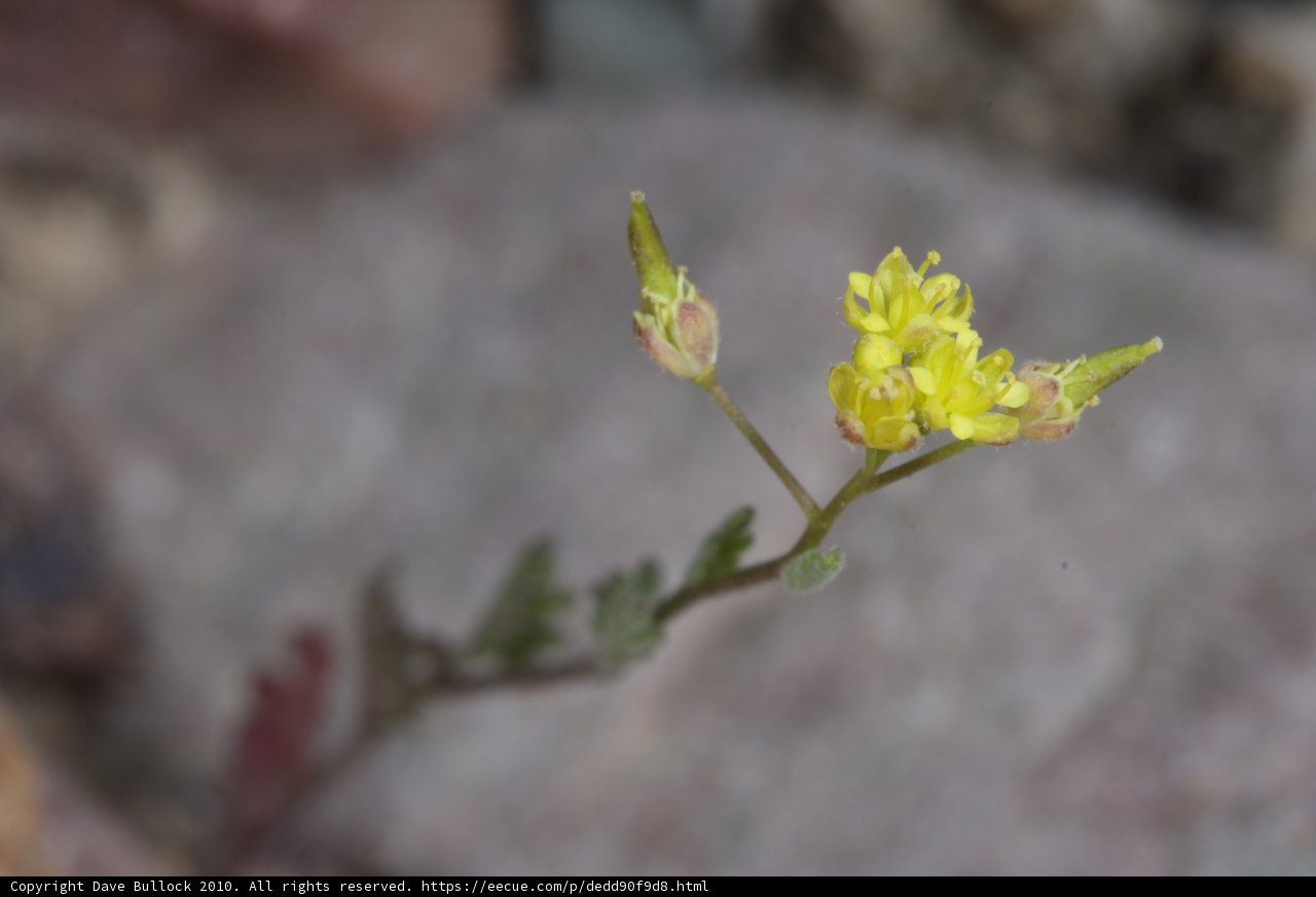 A tiny bloom thriving on a rocky surface