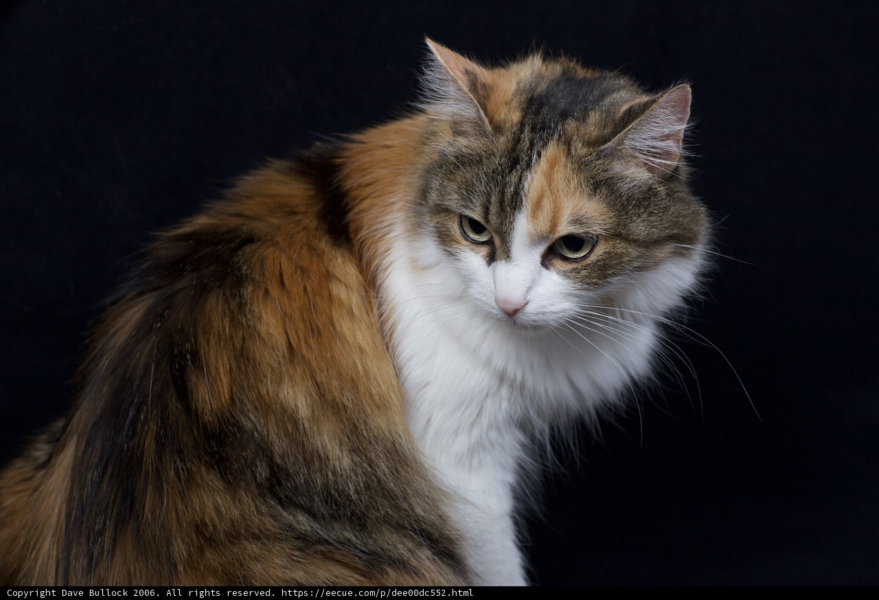 Purrfectly Calico
