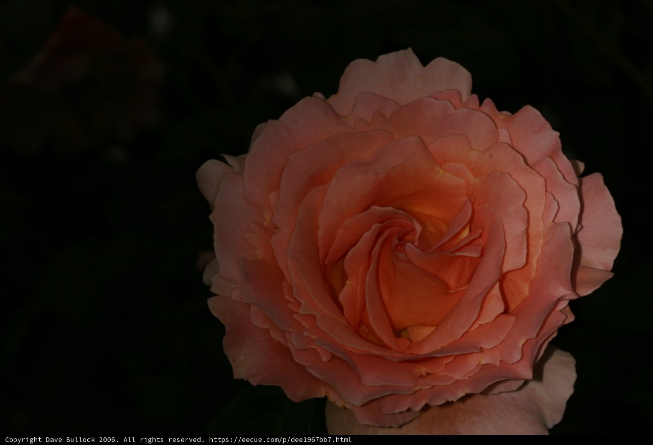 The Enchanting Darkness of the Rose