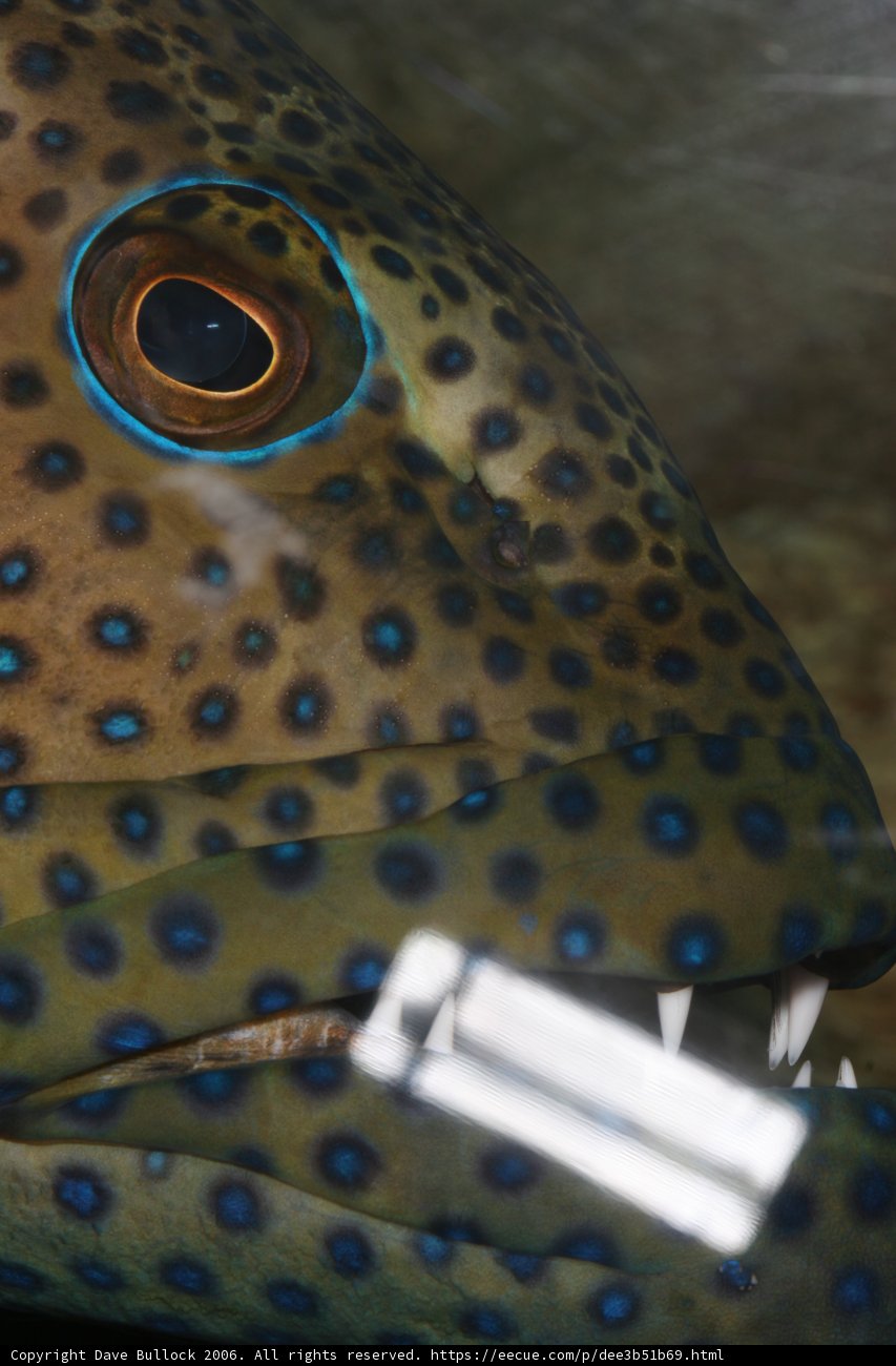 Intense Blue-Eyed Sea Creature