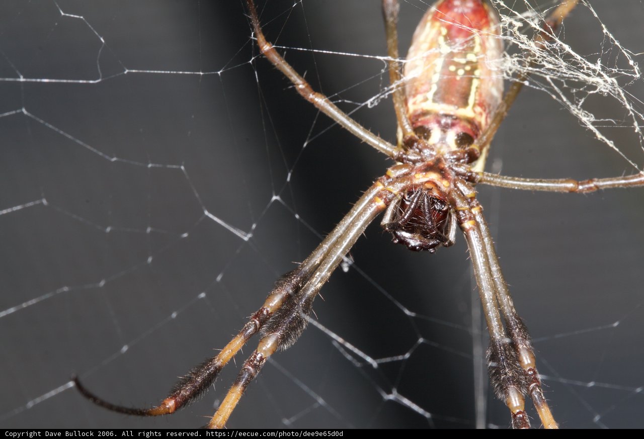 Red-legged Garden Spider