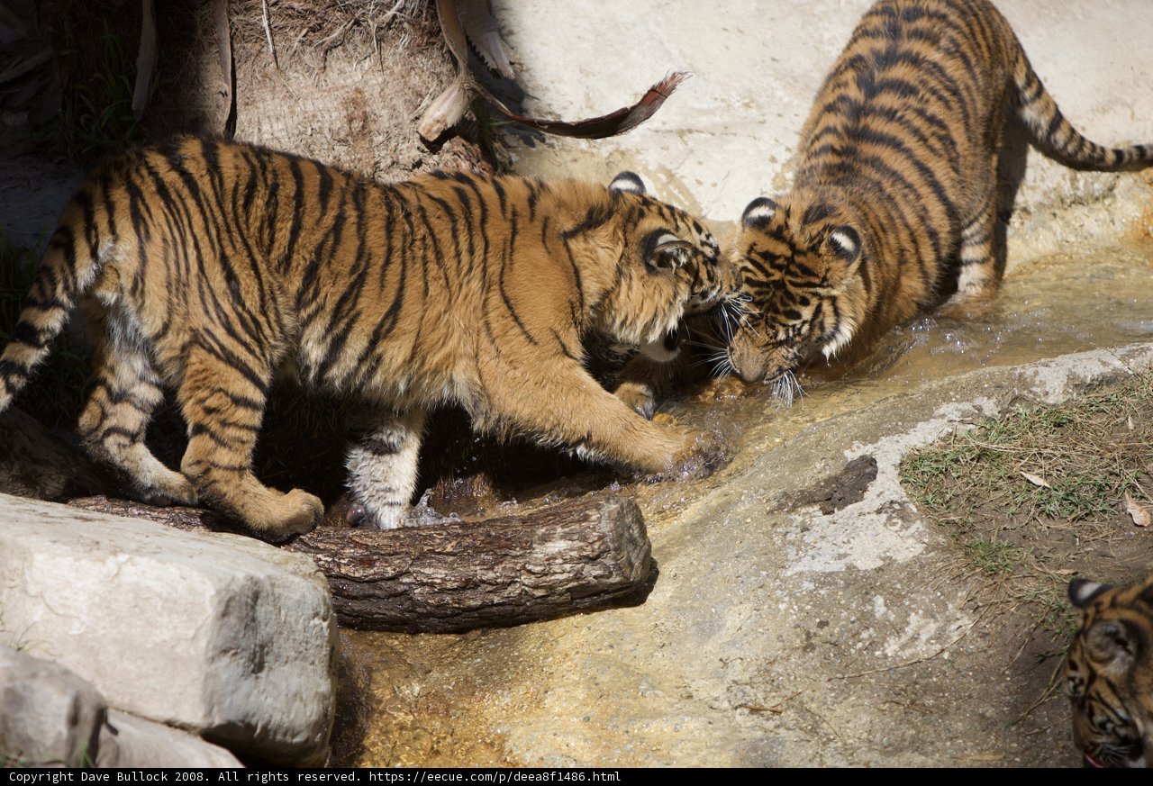 Splish Splash with Tigers