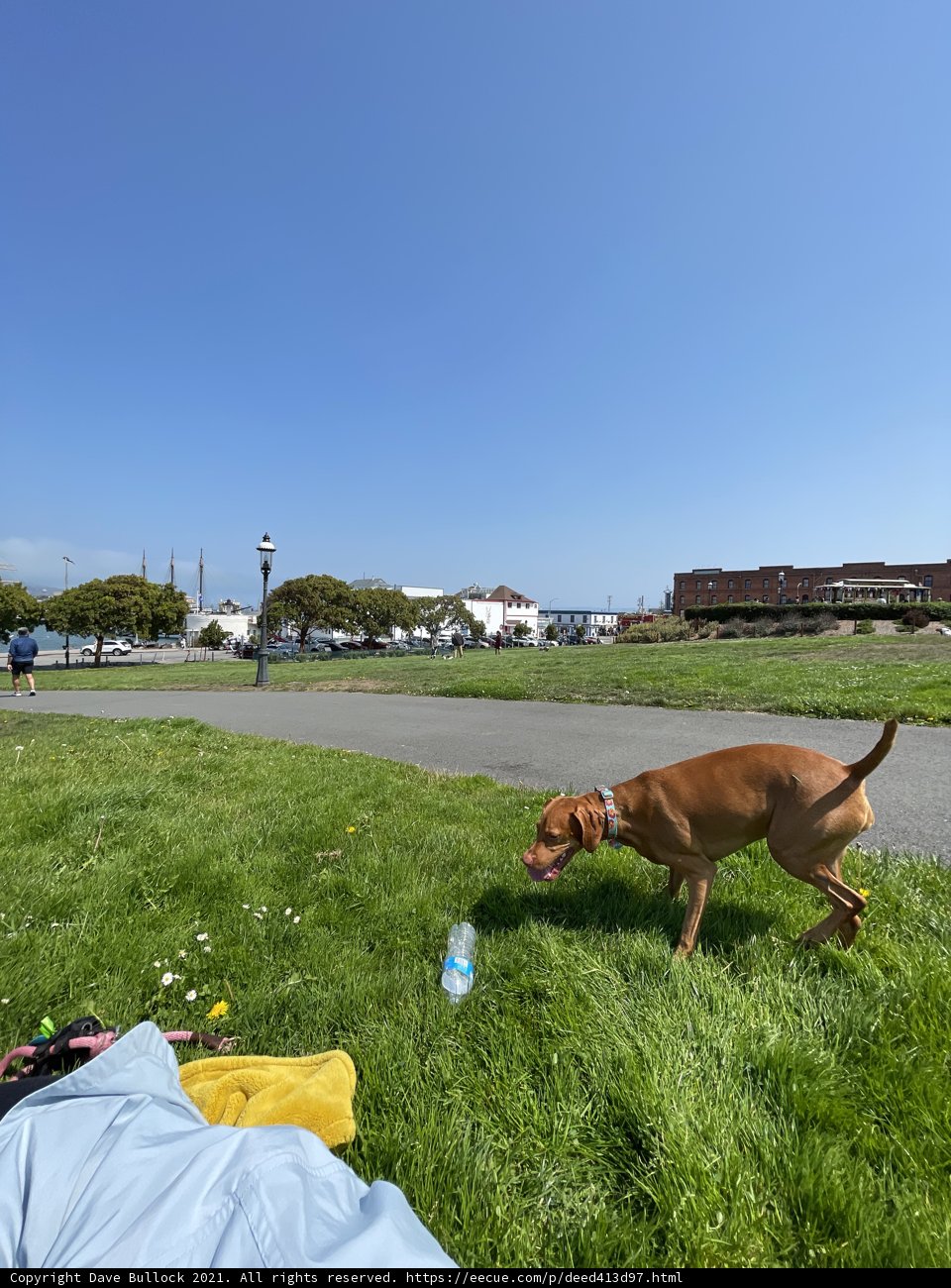 A Canine's Getaway