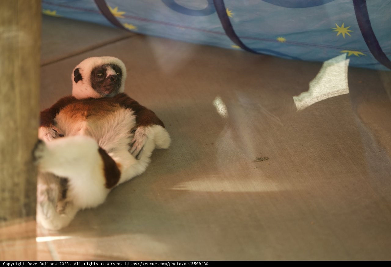 Captivating Resting Monkey at SF Zoo - November 2023