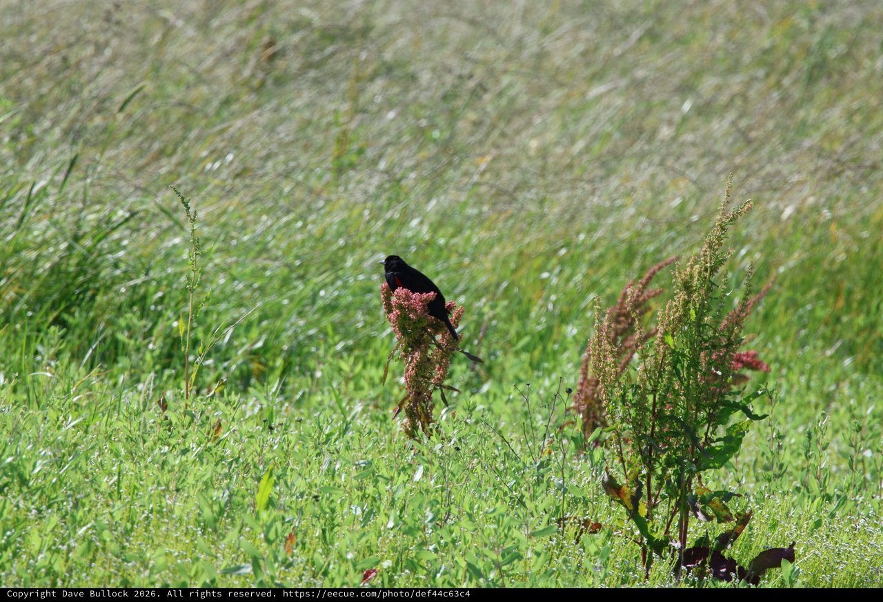 Red-winged Blackbird Perched on Wildflower in Grassland