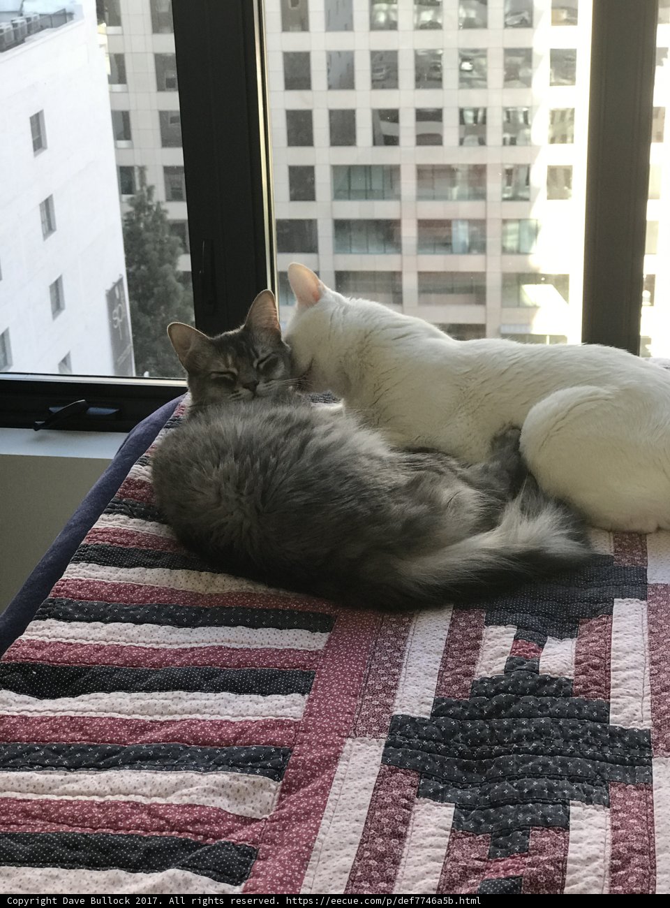Feline Comforters