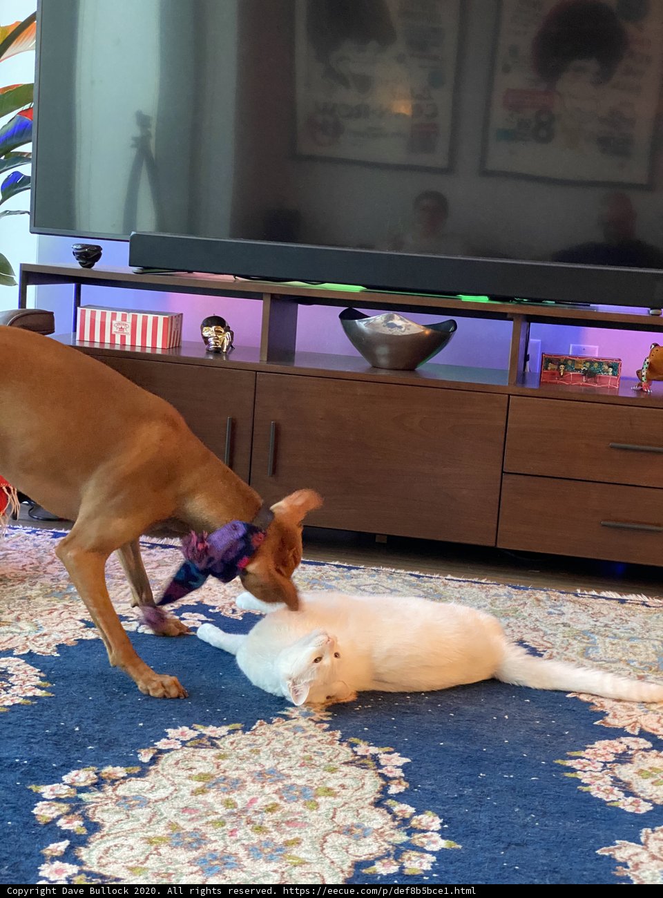 Furry Friends in the Entertainment Center