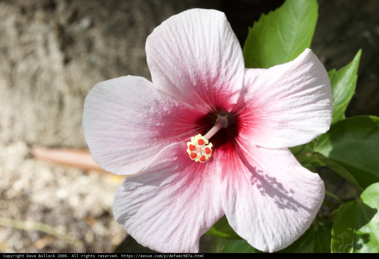 Pink Hibiscus in Full Bloom