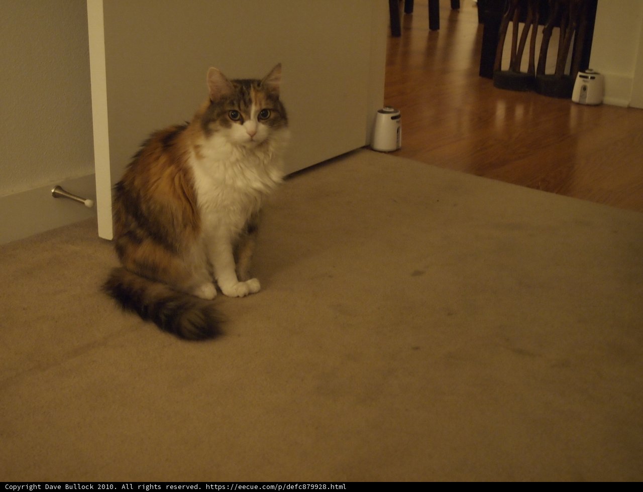 Graceful Cat taking over the room