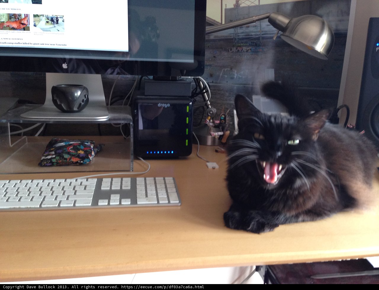 Tech-Savvy Cat