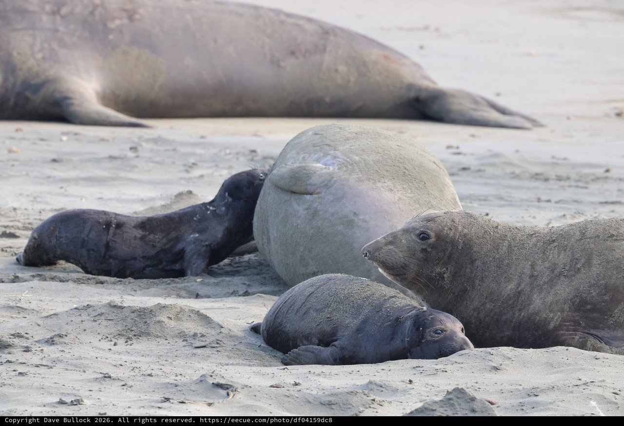 Elephant Seal Family Resting on Sandy Beach