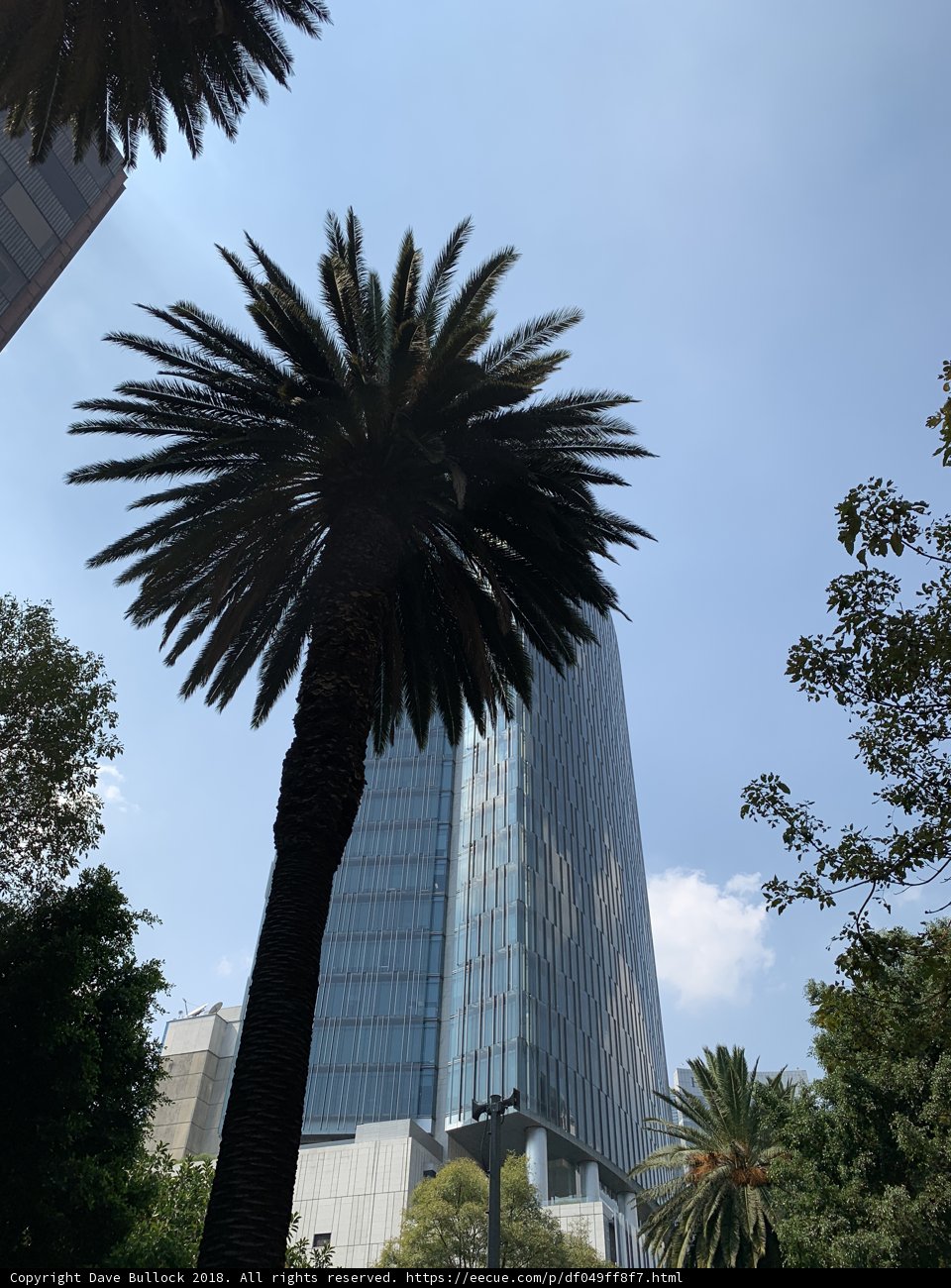 Tall palm tree against modern office building