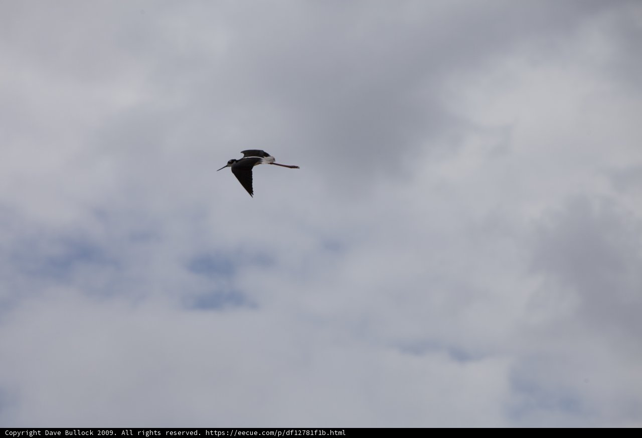 Majestic Flight