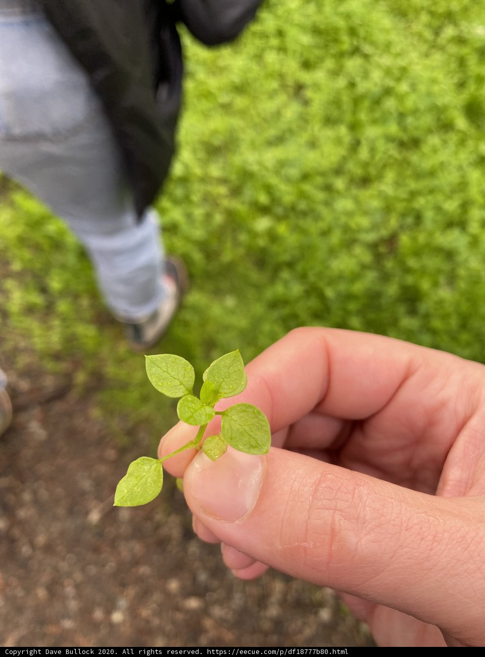 Growing a New Relationship
