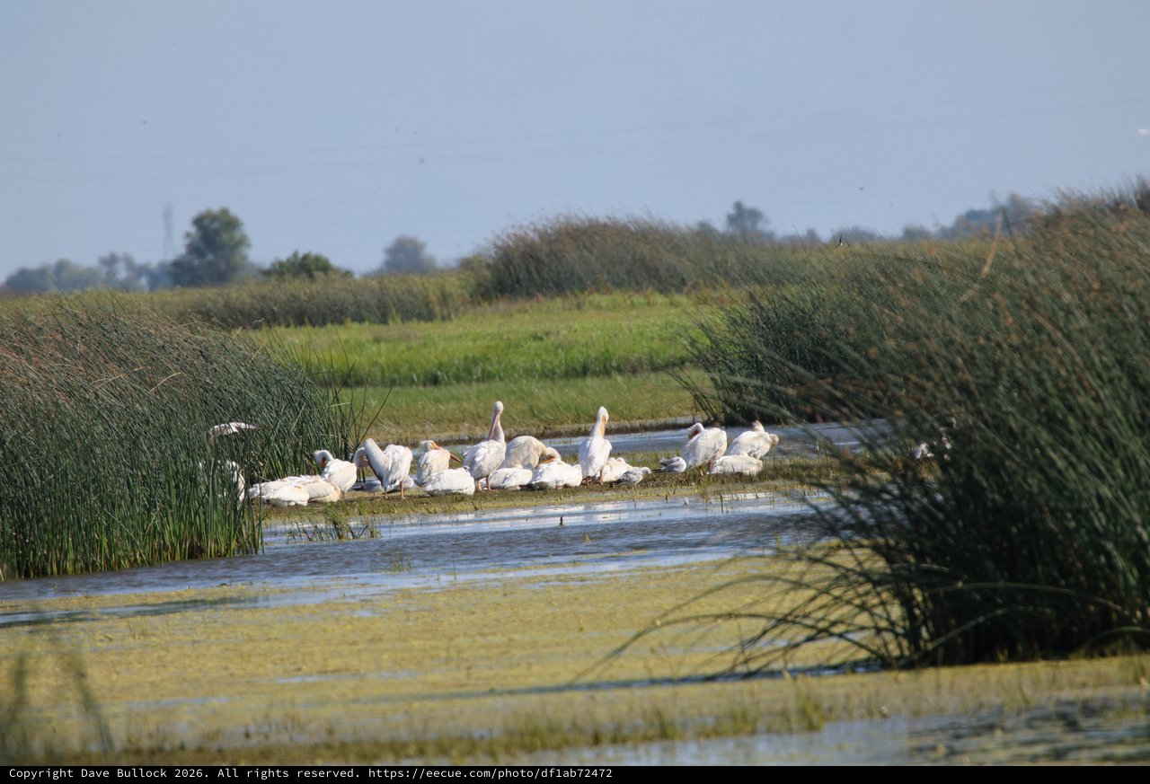 White Pelicans Resting in Yolo Bypass Wetlands