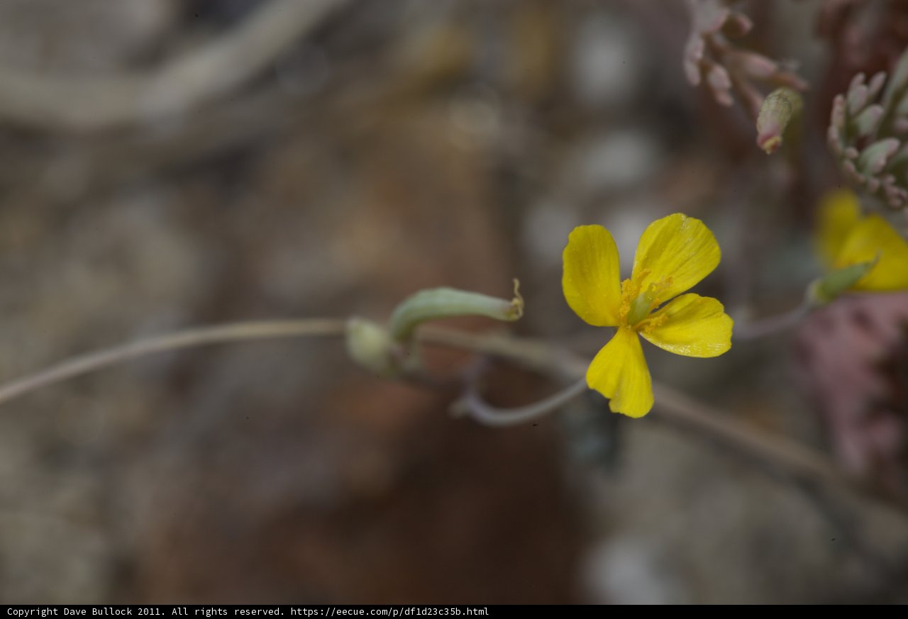 A Geranium Flower of Anza