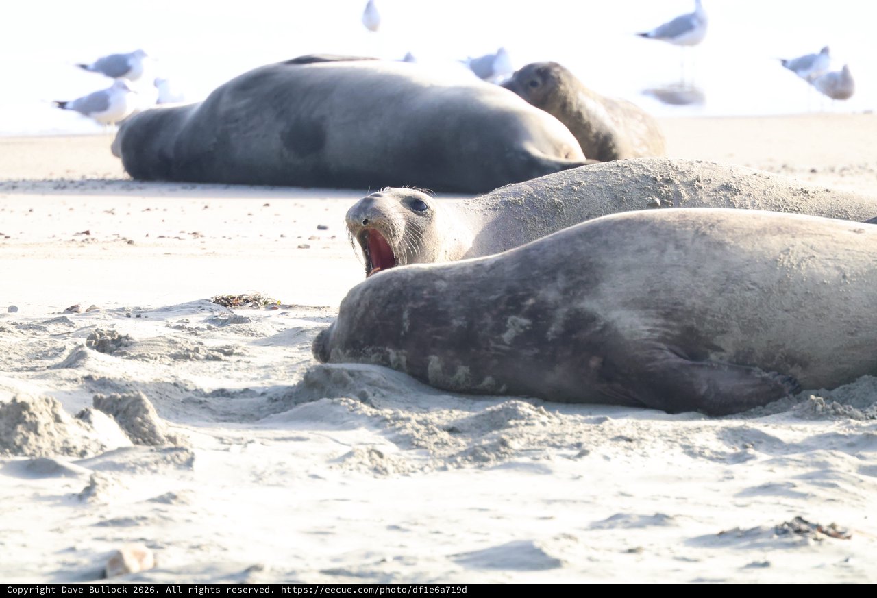 Elephant Seal Vocalizing at Drakes Beach Colony