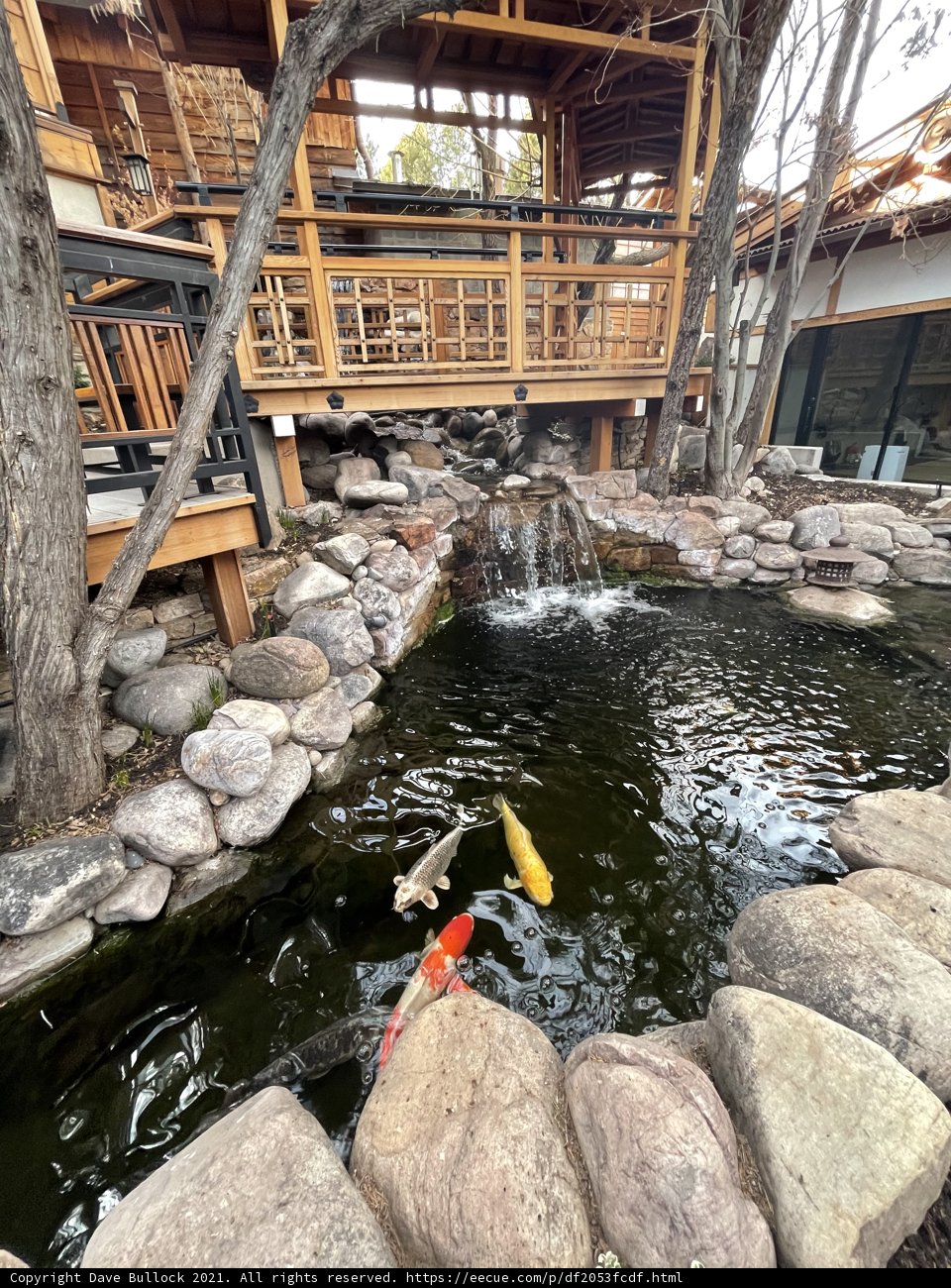 Serene Koi Pond with Wooden Deck