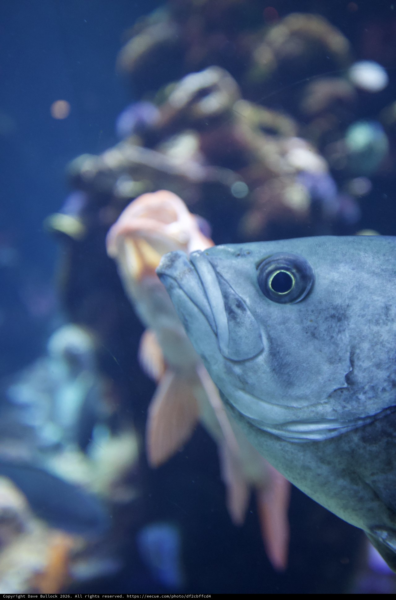 Close-Up Portrait of Gray Fish in Aquarium