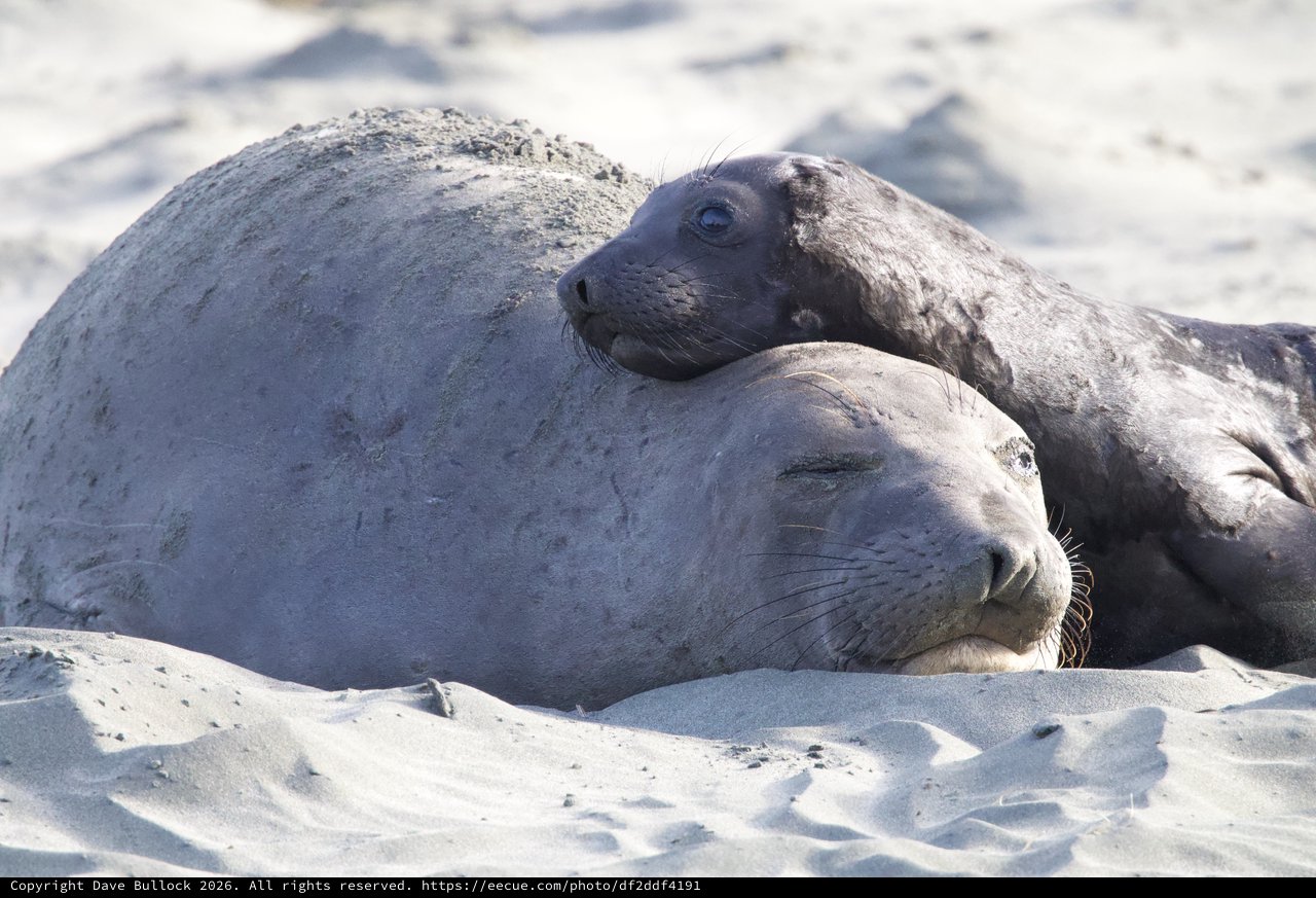 Elephant Seal Mother and Pup Resting on Sandy Beach