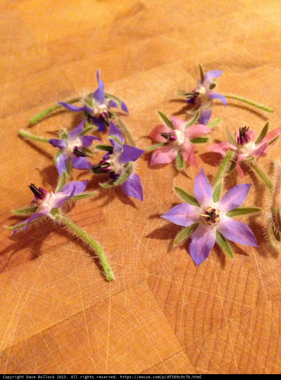 Geraniums and Wildflowers