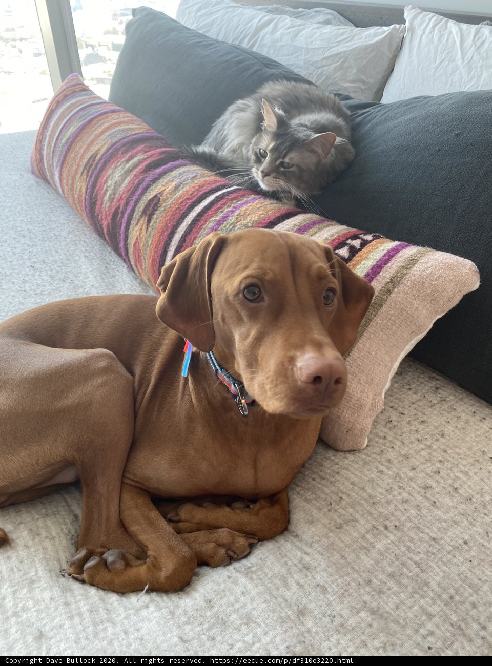 Home Decor: A Canine and Feline Companionship