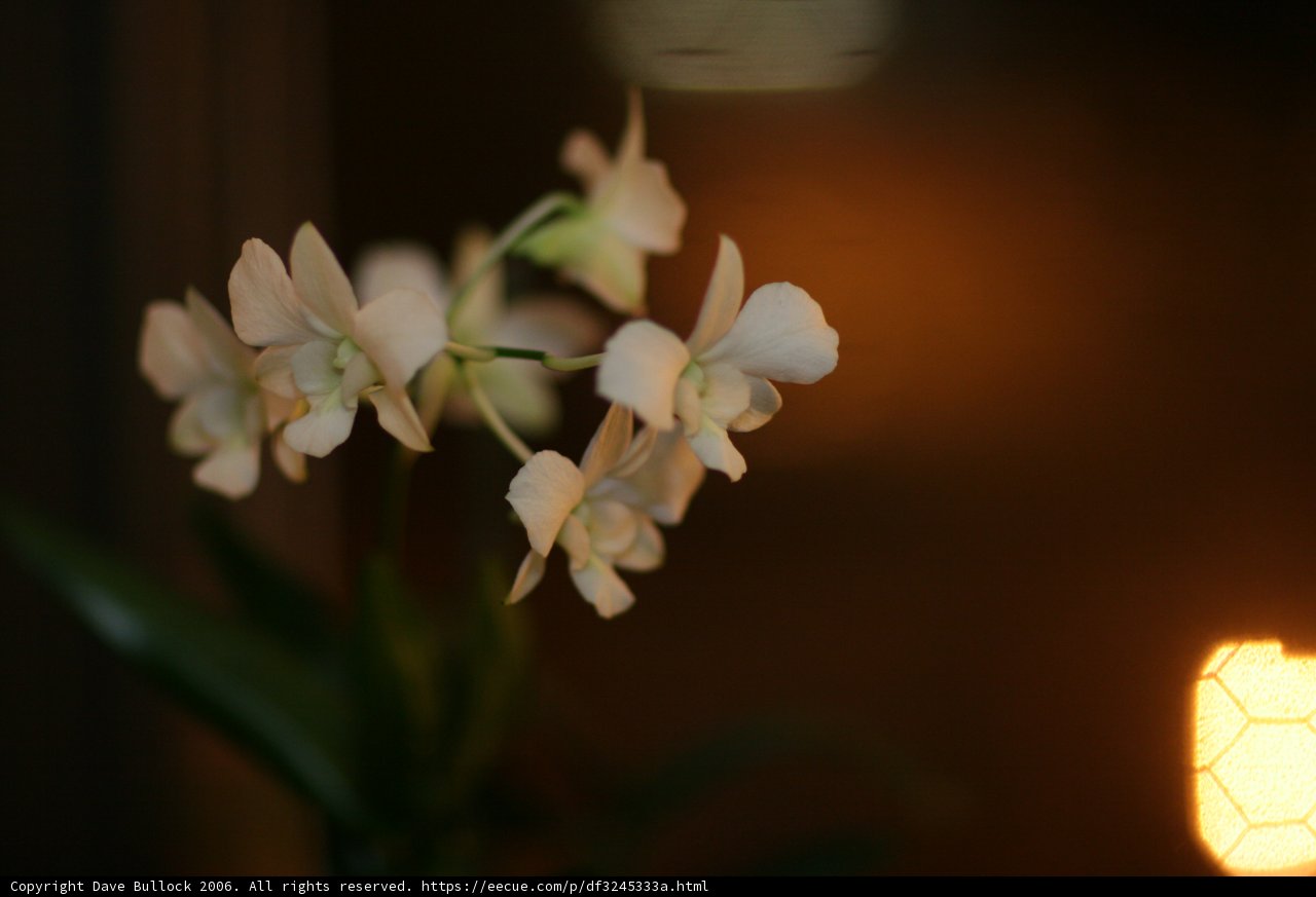 A Serene White Orchid