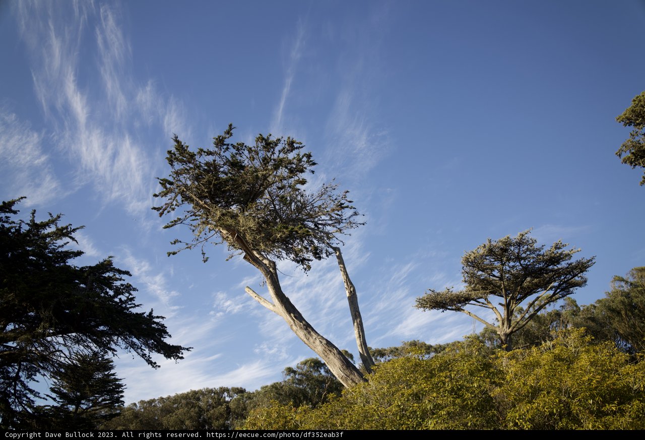 Majestic Eucalyptus against November's Sky