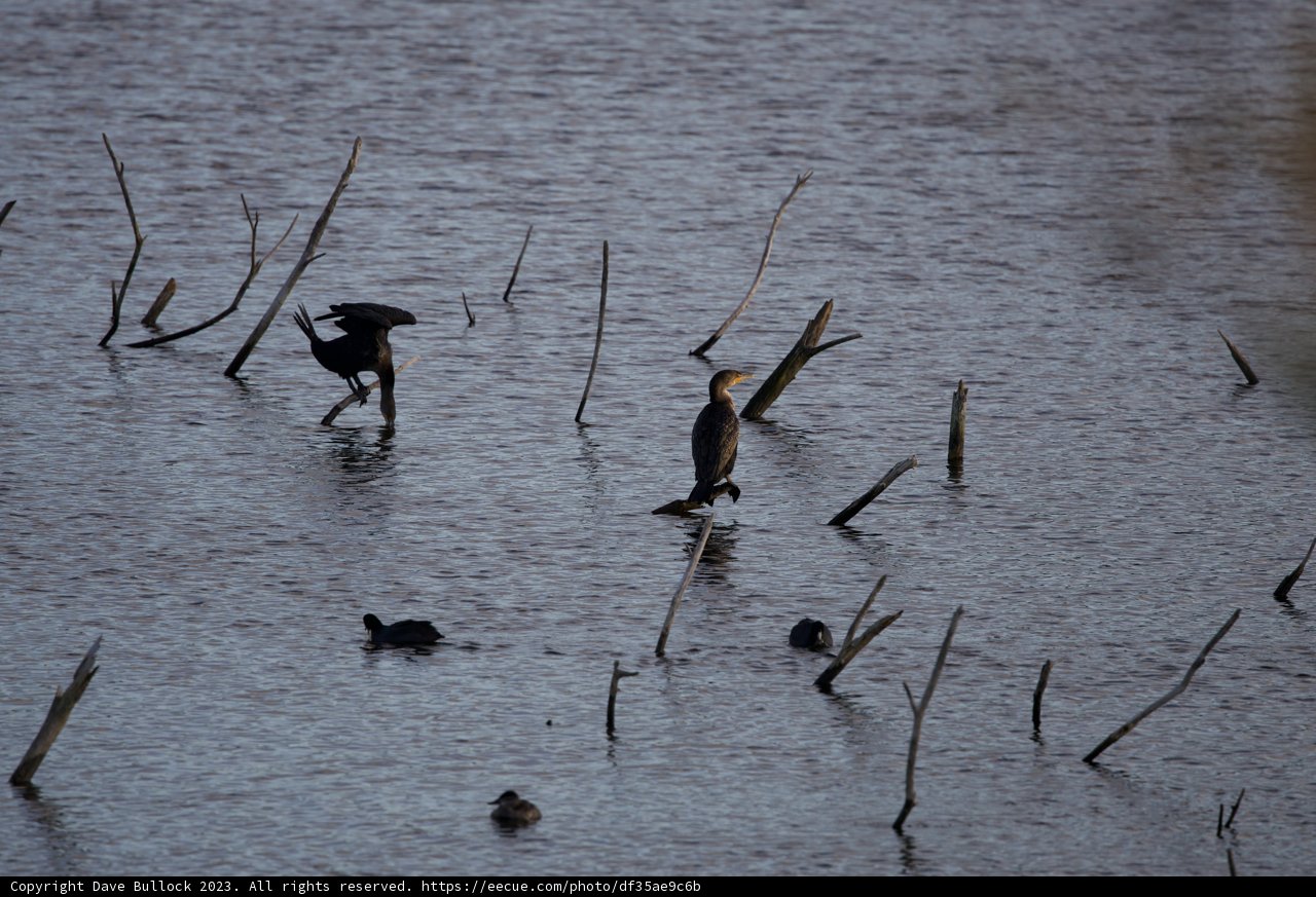 Lake Merced's Winged Silhouettes: A Display of Avian Diversity