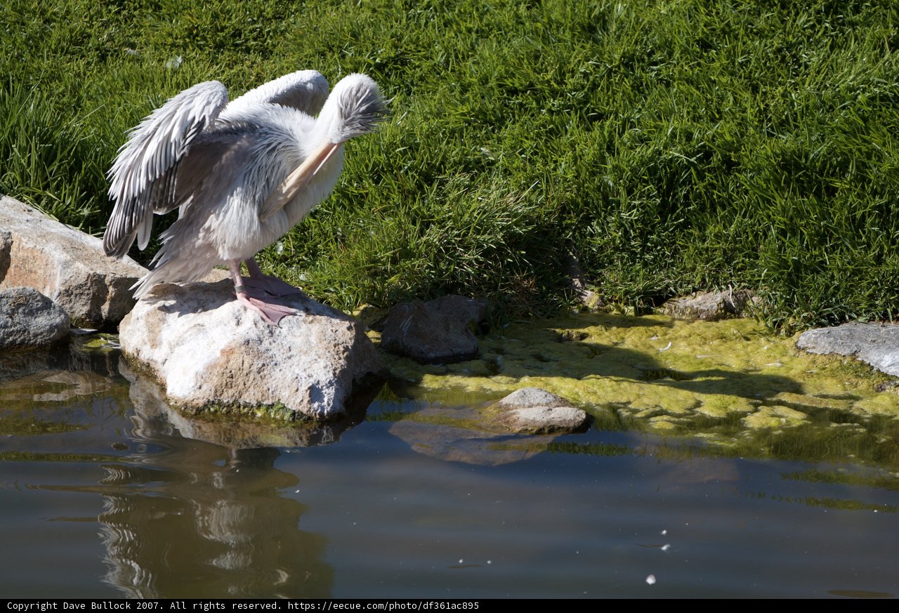 Pelican at the Water's Edge