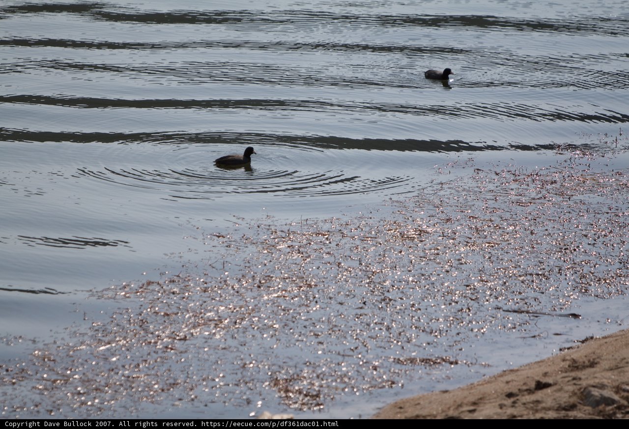 A Ripple in Nature