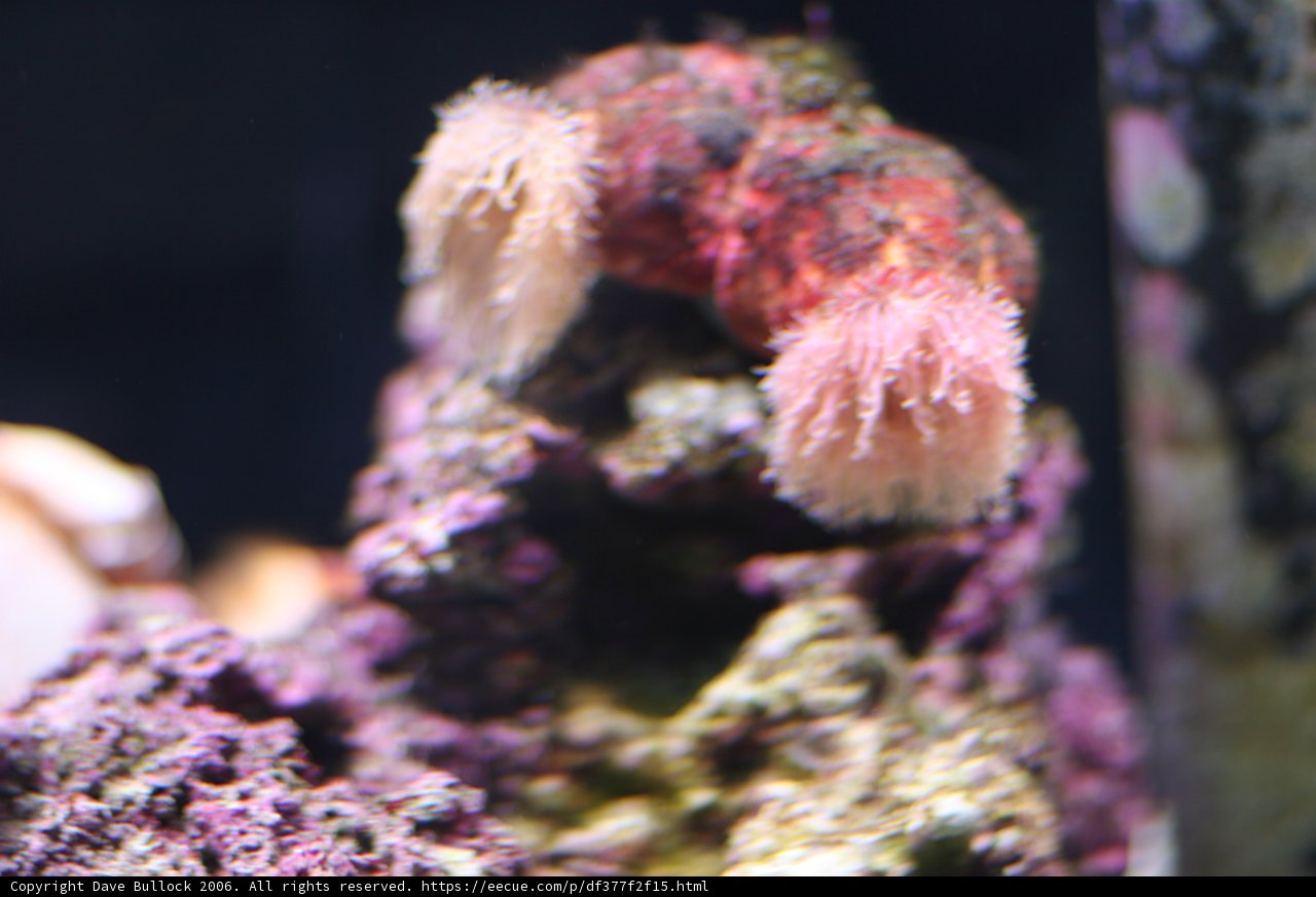 Pink Sea Anemone on a Rock