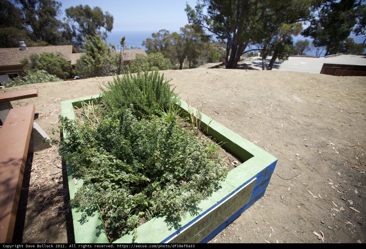 Lush Greenery in a Planter Box
