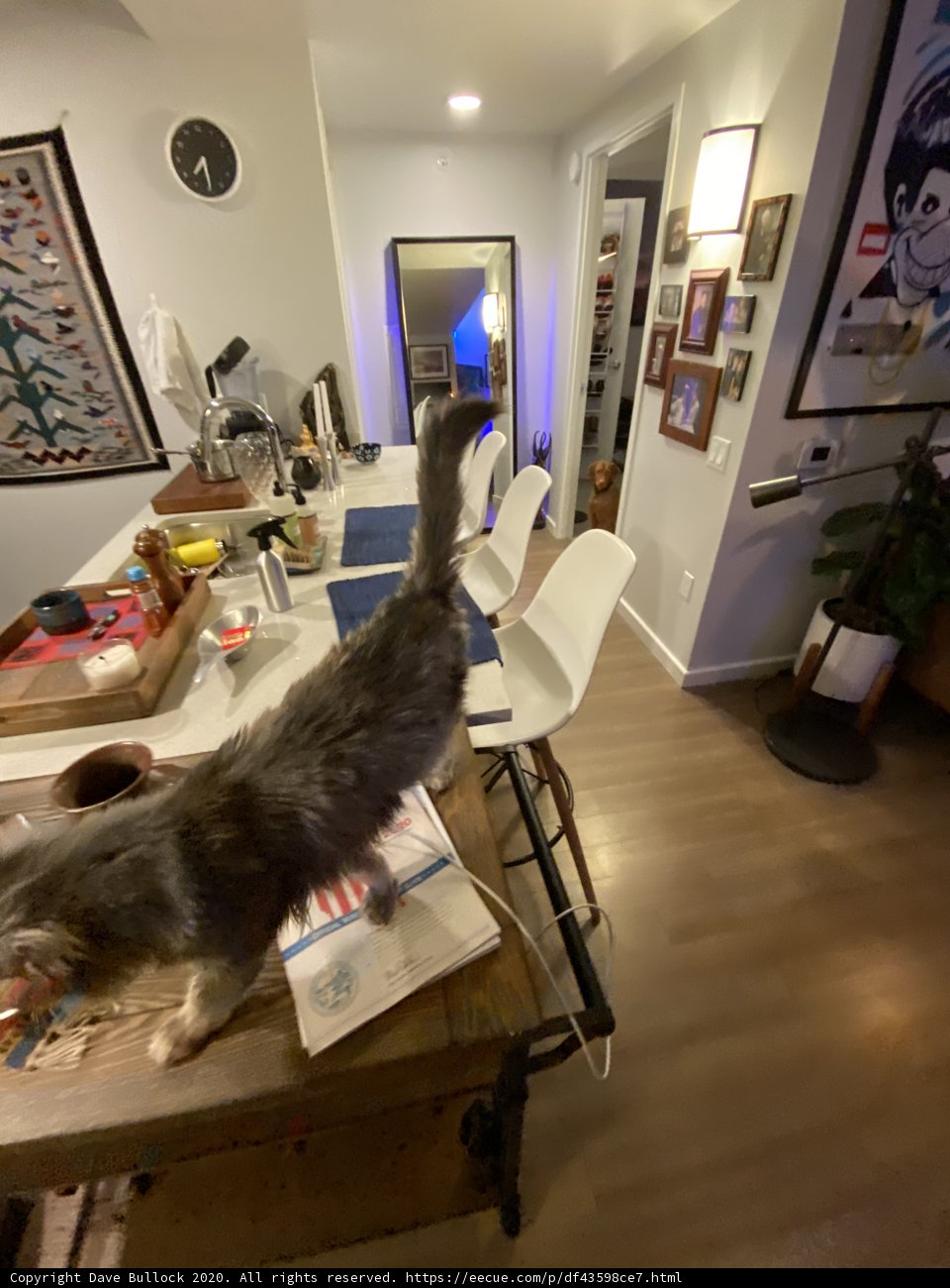 Feline Elegance