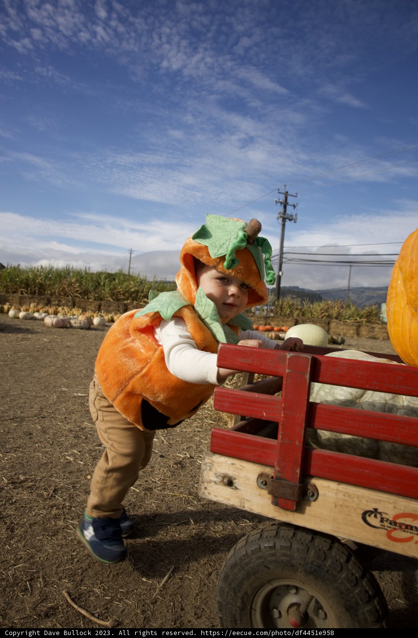 Harvest Hilarity: Pumpkin Boy on the Move