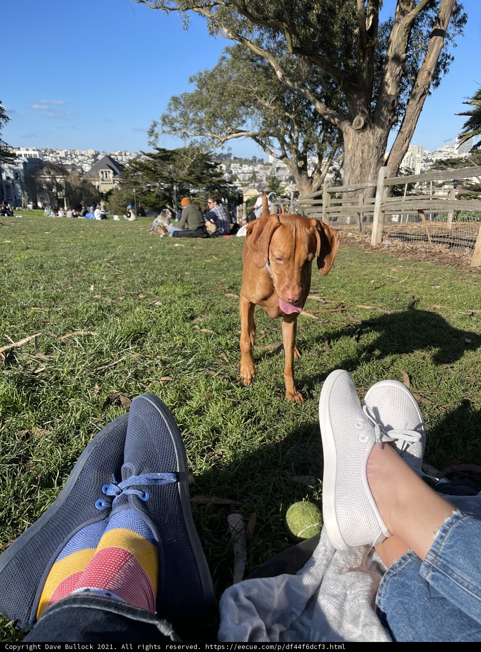 Canine Companion Joins for a Stroll
