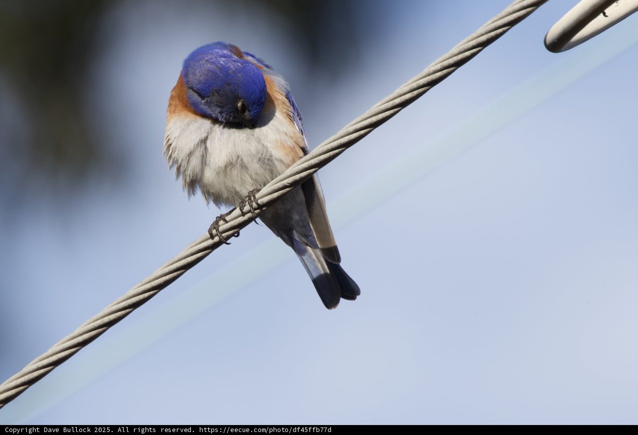 Perched in Serenity