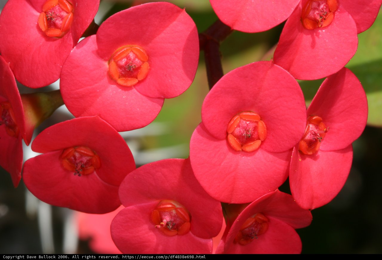 Burst of Red Blossoms