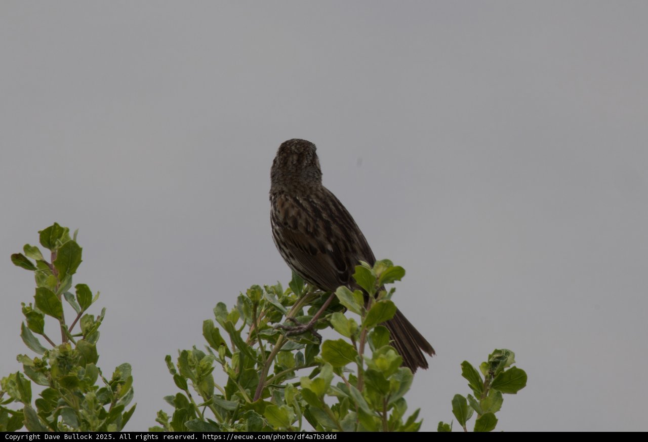 A Moment of Perch