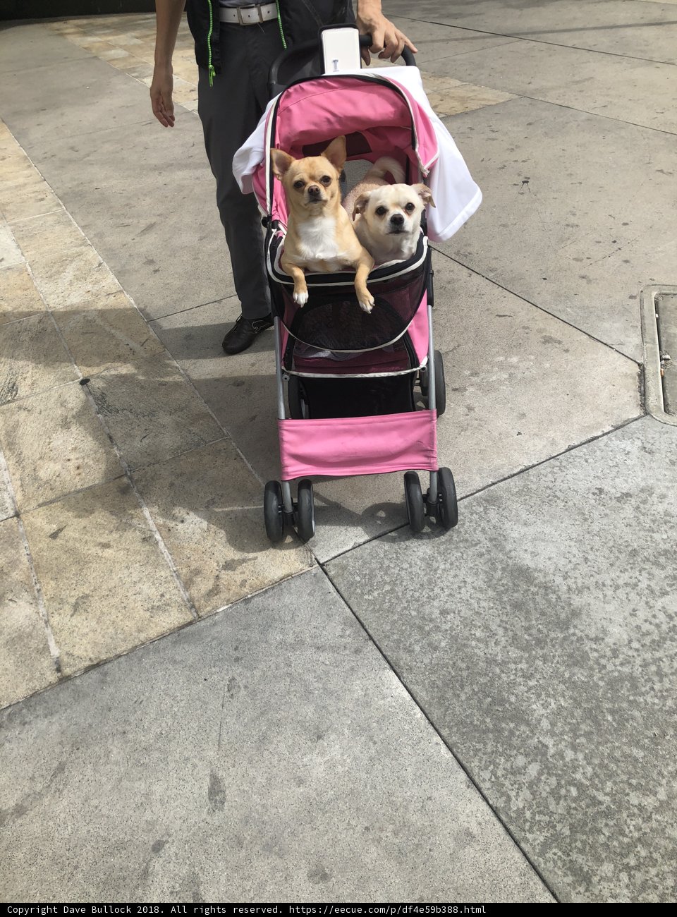 Man Takes His Furry Babies on a Stroll
