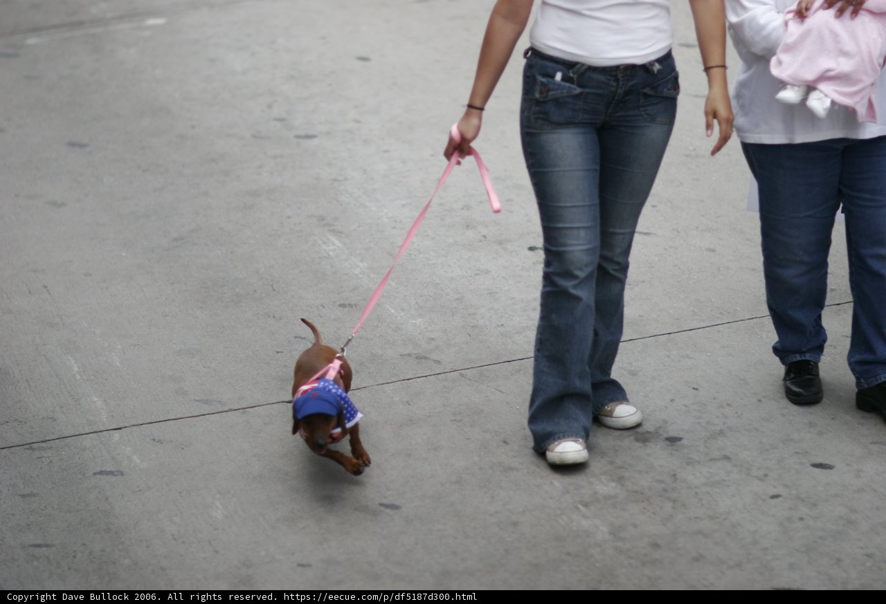 Walking the Dog