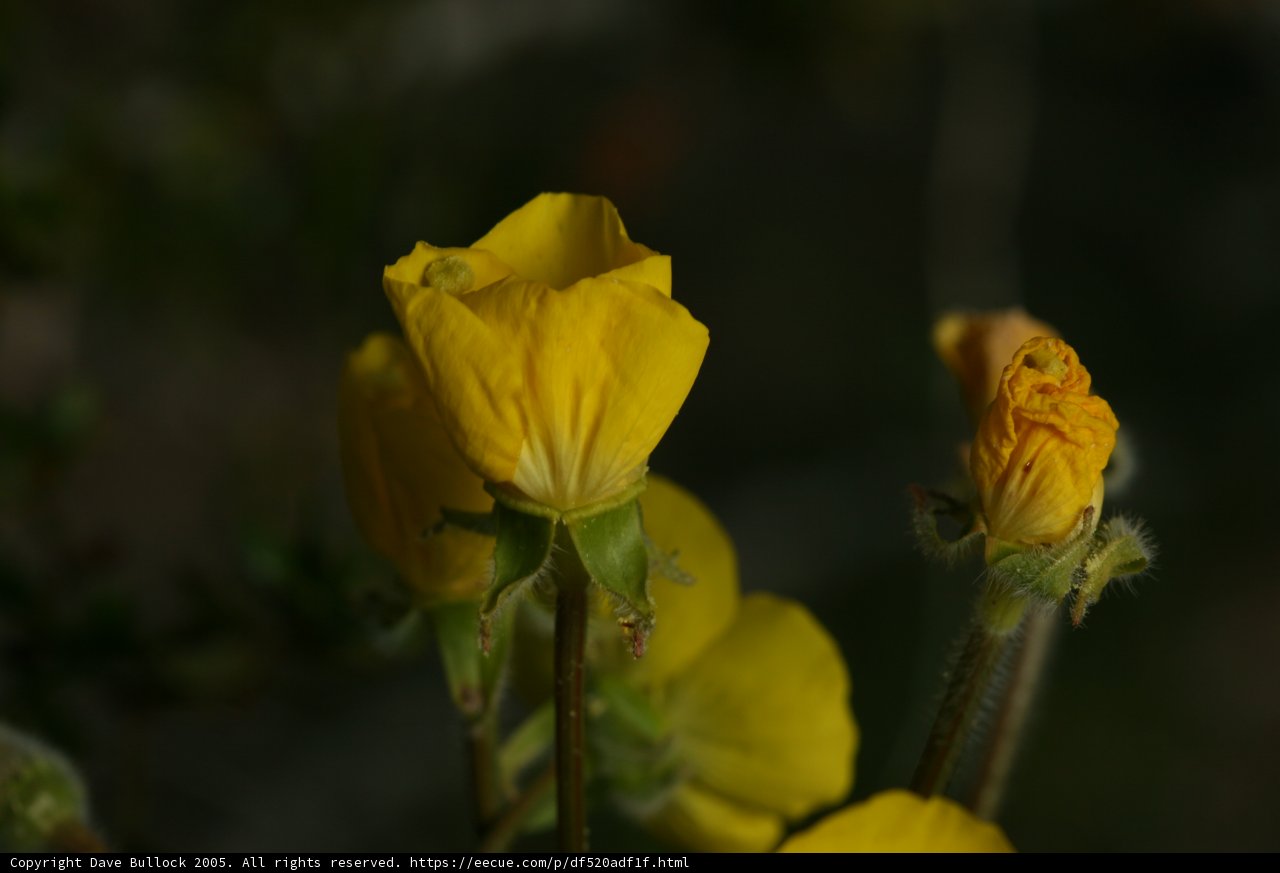 Golden Glow