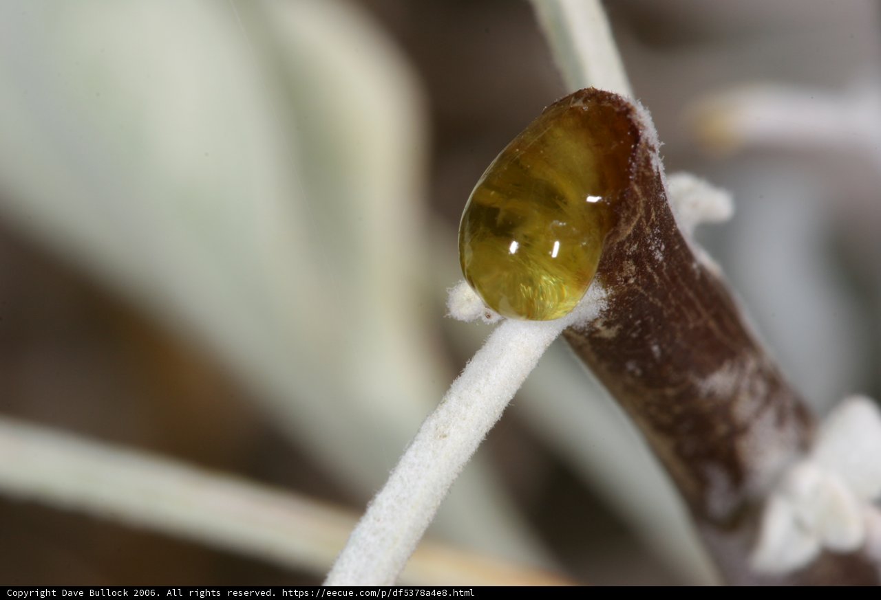 The Golden Eye of Nature