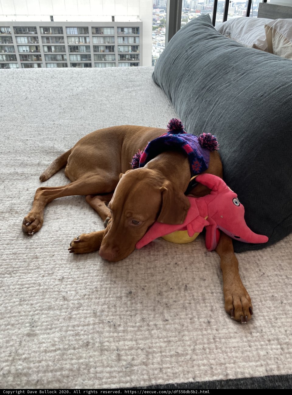 A Cozy Pup on a Plush Bed