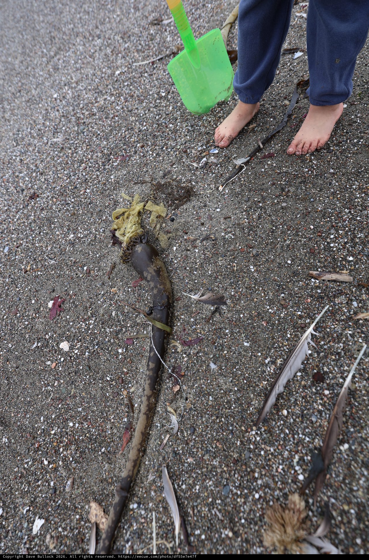 Child Explores Washed-Up Seaweed on Sandy Beach